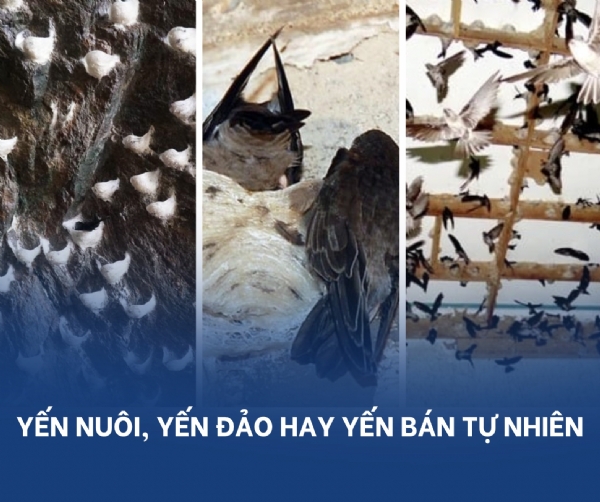 Yến Nuôi, Yến Đảo hay Yến Nuôi Bán Tự Nhiên